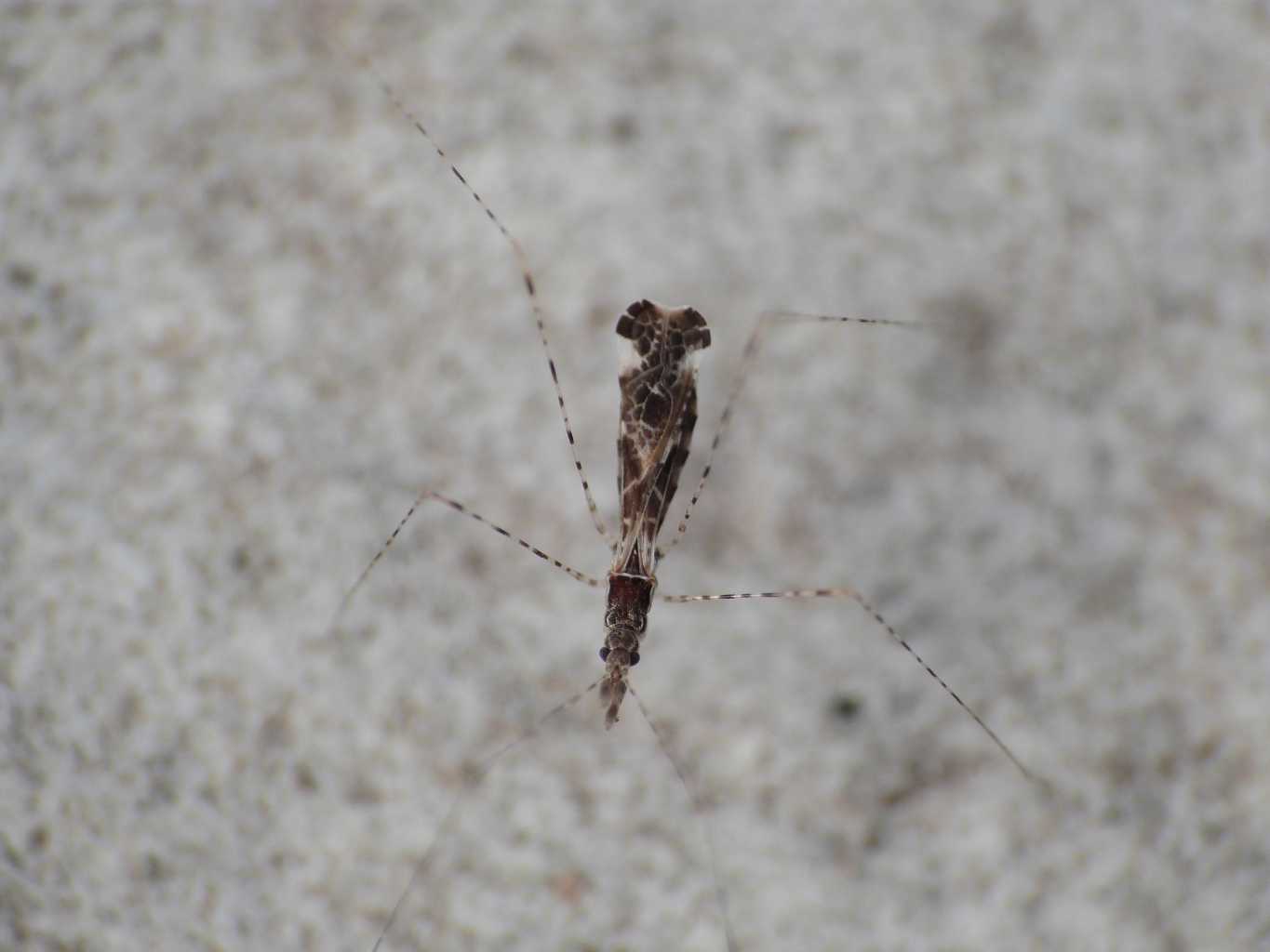 Reduviidae: Empicoris mediterraneus (cf) di Ostia (RM)